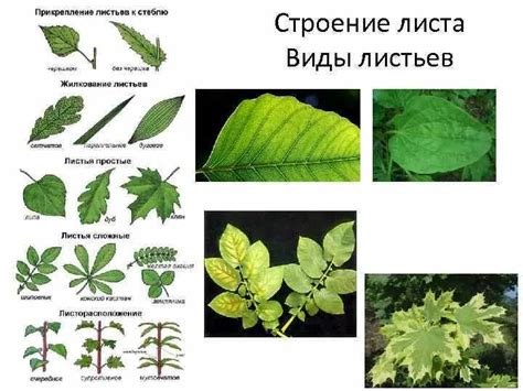 Черешковый тип листьев: особенности и значение