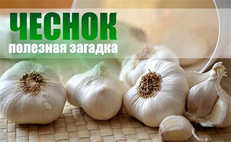 Чеснок и его уникальные свойства для здоровья