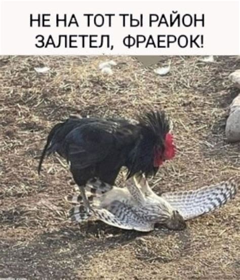 Чеши отсюда что значит