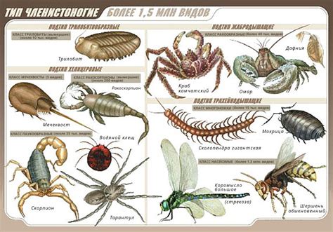 Членистоногие насекомые: определение, особенности, виды