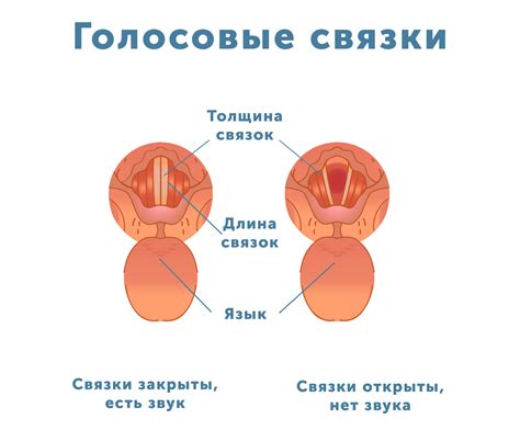 Что влияет на низкий голос у женщин?