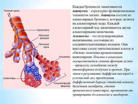 Что входит в состав легких прозрачные?