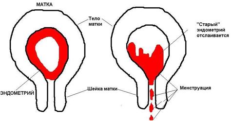 Что вызывает появление месячных после родов?