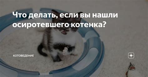 Что делать, если вы нашли котенка?