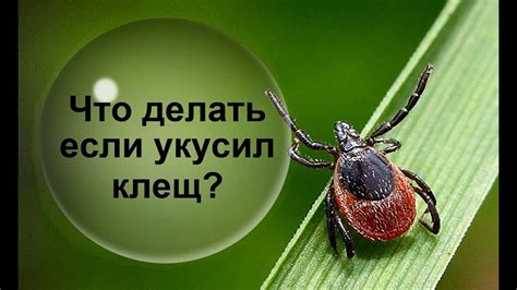 Что делать при укусе друга?