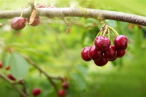 Что делать с вишней, если она скидывает плоды