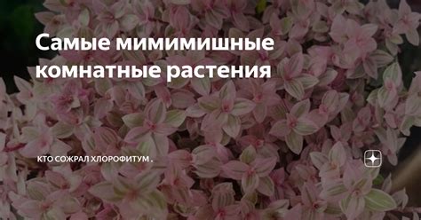 Что значит "Мимимишный"?