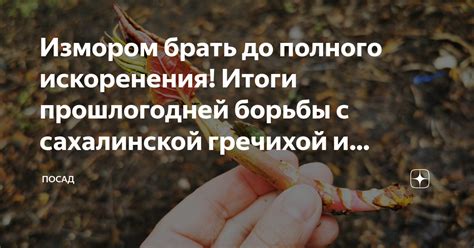 Что значит брать измором: значение и смысл