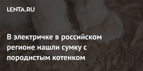 Что значит быть породистым котенком?