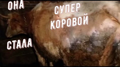 Что значит запущенная корова