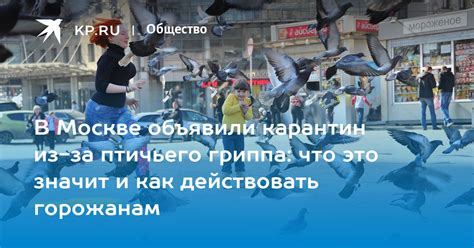 Что значит объявили карантин