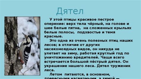 Что значит пестрое оперение?