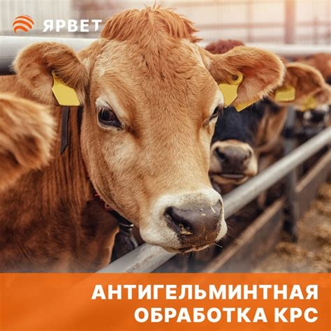 Что значит сокращение КРС и какую ценность несут коровы КРС?