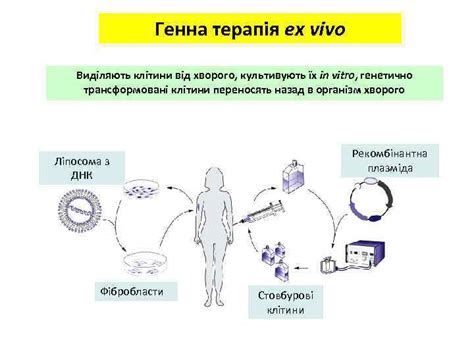 Что значит термин in vitro?