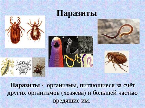 Что могут сигнализировать поражение организма паразитами у детей?