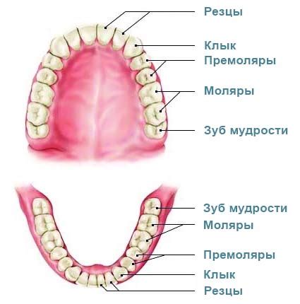 Что обещает сон, где вы теряете зуб мудрости?