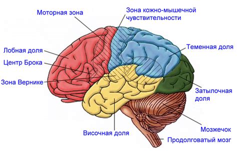 Что обозначает осадила человека