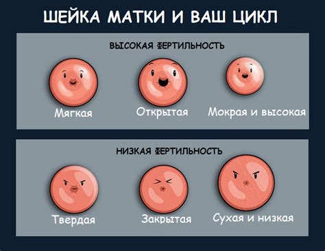 Что означает, когда шейка матки остается закрытой?