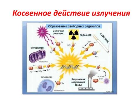 Что означает биологическое действие: понятие