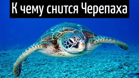 Что означает видеть черепаху во сне