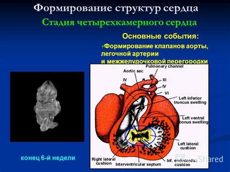 Что означает затрудненная локация структур сердца?