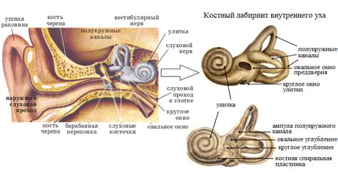 Что означает звеноит левое ухо и каковы его возможные причины?