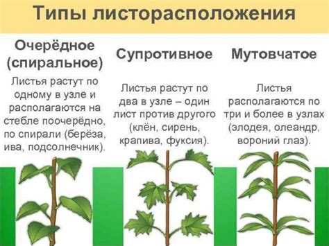 Что означает листорасположение: объяснение и примеры