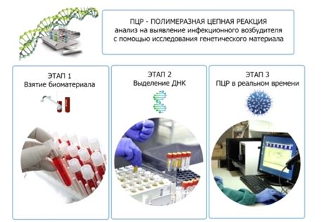 Что означает отрицательный результат ПЦР-анализа и как его понять?