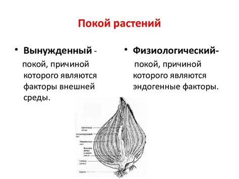 Что означает период покоя?