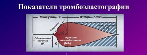 Что означает повышенная тромбоэластограмма