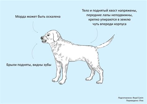 Что означает поза собаки с передними лапами опущенными на землю и глазами в сторону