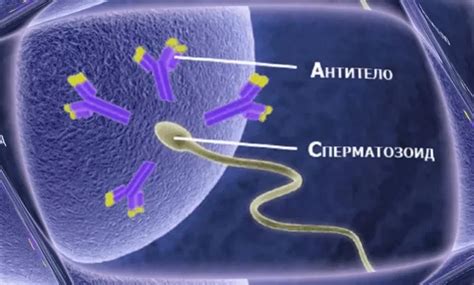 Что означает посткоитальный тест?