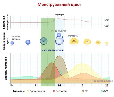 Что означает третий день цикла для зачатия?