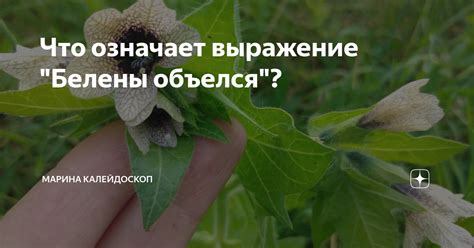 Что означает фразеологизм "белены объелся"?