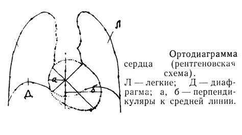 Что определяет точное местонахождение сердца