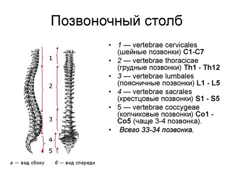 Что приводит к слабому позвоночнику