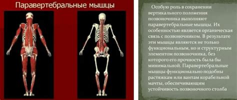 Что происходит, когда мы сокращаем мышцы?