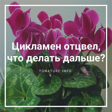 Что происходит во время периода покоя?