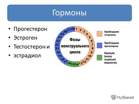 Что происходит в организме в третий день цикла?