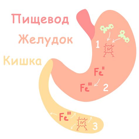 Что происходит при снижении абсорбции железа?