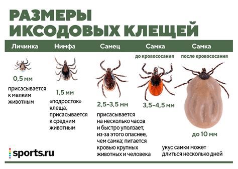 Что символизирует громадный клещ-косец в контексте представления во снах