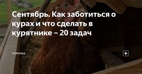 Что сны о курятнике могут рассказать о наших эмоциональных состояниях?