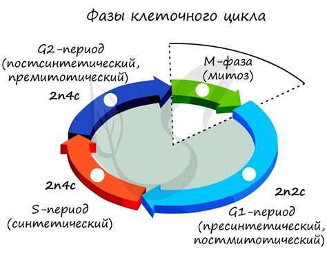 Что такое "оптимальный день цикла"?