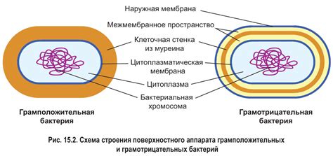 Что такое "по сторонам клеток"?