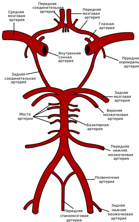 Что такое Виллизиев круг?