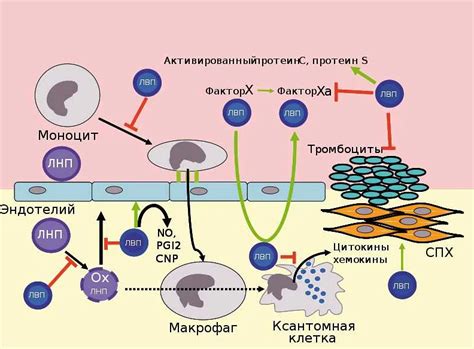 Что такое ЛПОНП и какие значения следует знать?