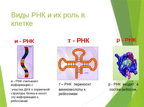 Что такое РНК гепатита С и как определяется положительный результат