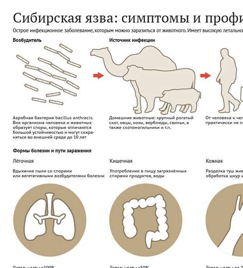 Что такое Сибирская язва и как она распространяется?