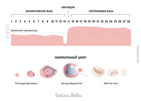 Что такое УЗИ признаки овуляции и зачем они важны?