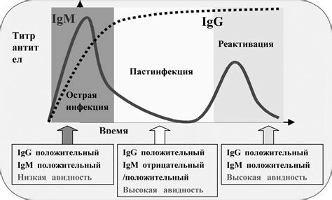 Что такое авидность, его значения и важность